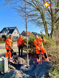 Drei Mitarbeiter des städtischen Bauhofs stehen in orangefarbener Kleidung und mit Spaten in der Hand um einen frisch gepflanzten Baum.